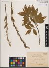 Foto von Salix caprea L.